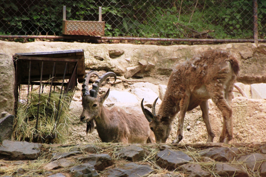 ZOO BRNO