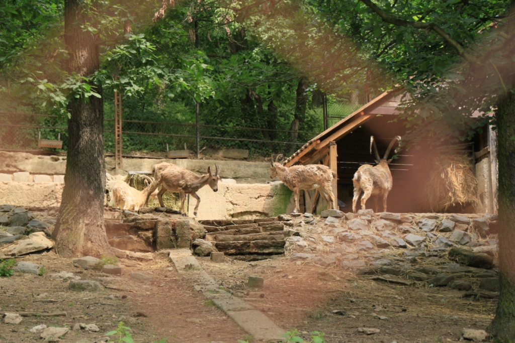 ZOO BRNO